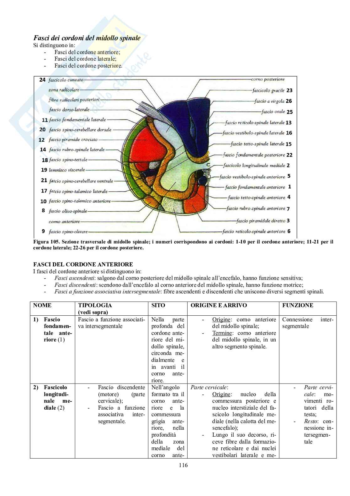 Appunti di Anatomia umana II - Neuroanatomia e organi di senso Pag. 11