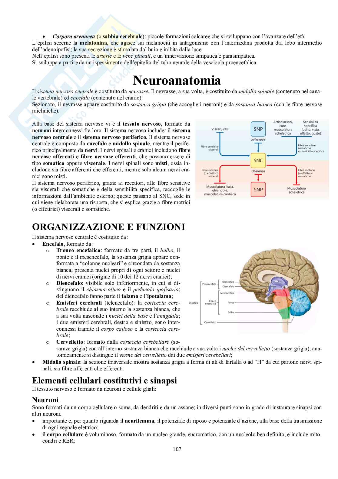 Appunti di Anatomia umana II - Neuroanatomia e organi di senso Pag. 2