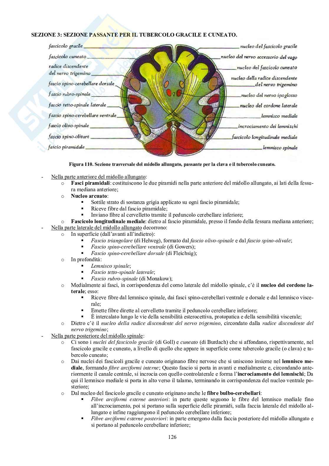 Appunti di Anatomia umana II - Neuroanatomia e organi di senso Pag. 21