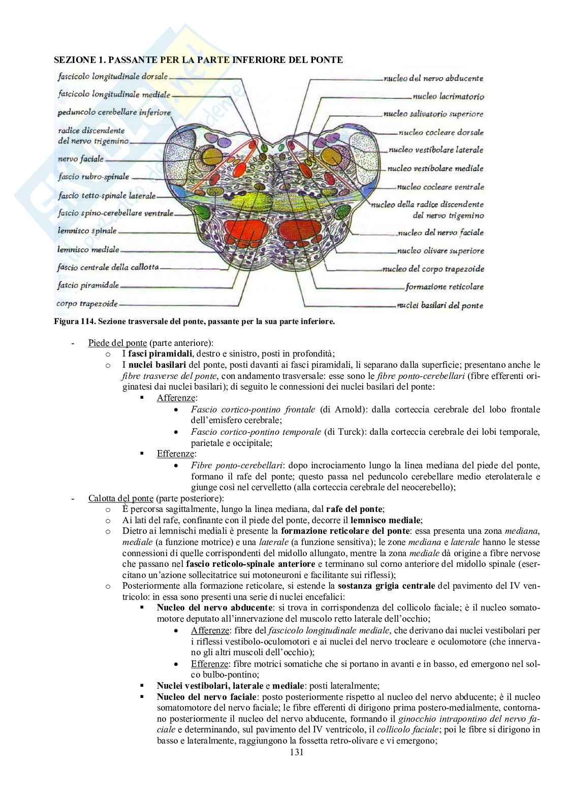 Appunti di Anatomia umana II - Neuroanatomia e organi di senso Pag. 26