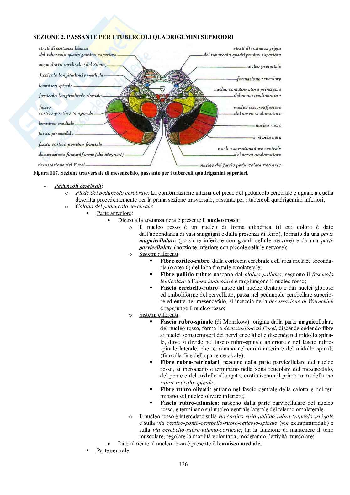 Appunti di Anatomia umana II - Neuroanatomia e organi di senso Pag. 31