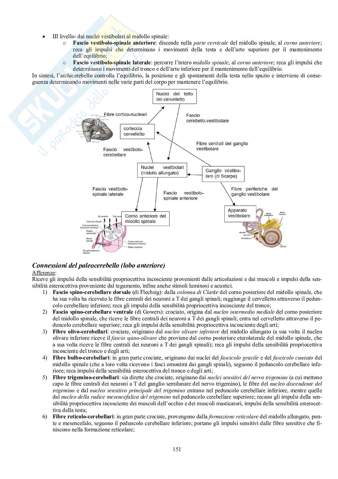 Appunti di Anatomia umana II - Neuroanatomia e organi di senso Pag. 46
