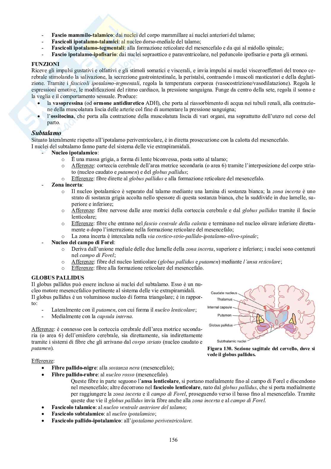 Appunti di Anatomia umana II - Neuroanatomia e organi di senso Pag. 51