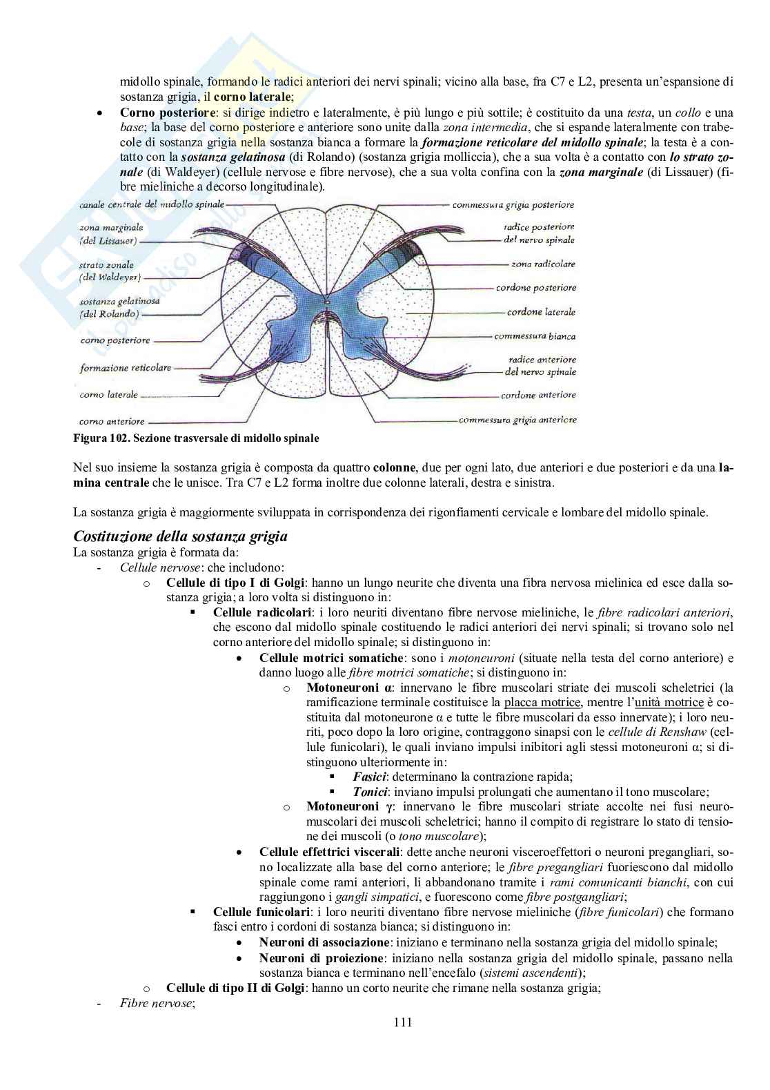 Appunti di Anatomia umana II - Neuroanatomia e organi di senso Pag. 6