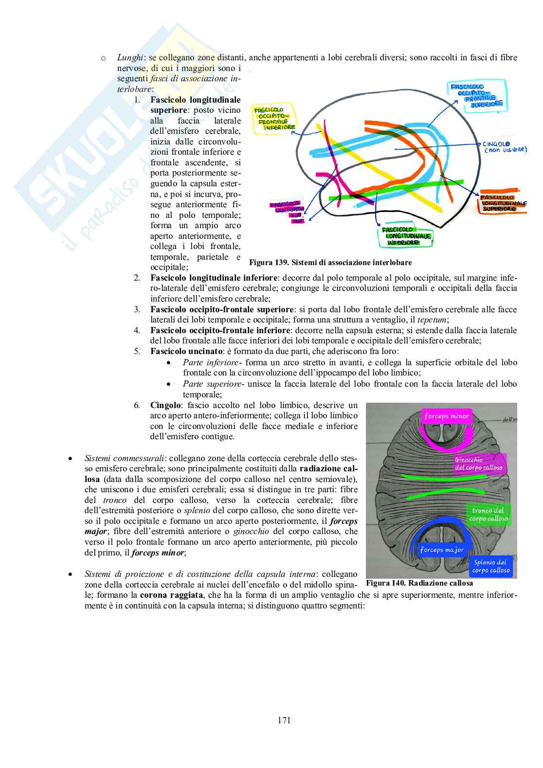 Appunti di Anatomia umana II - Neuroanatomia e organi di senso Pag. 66