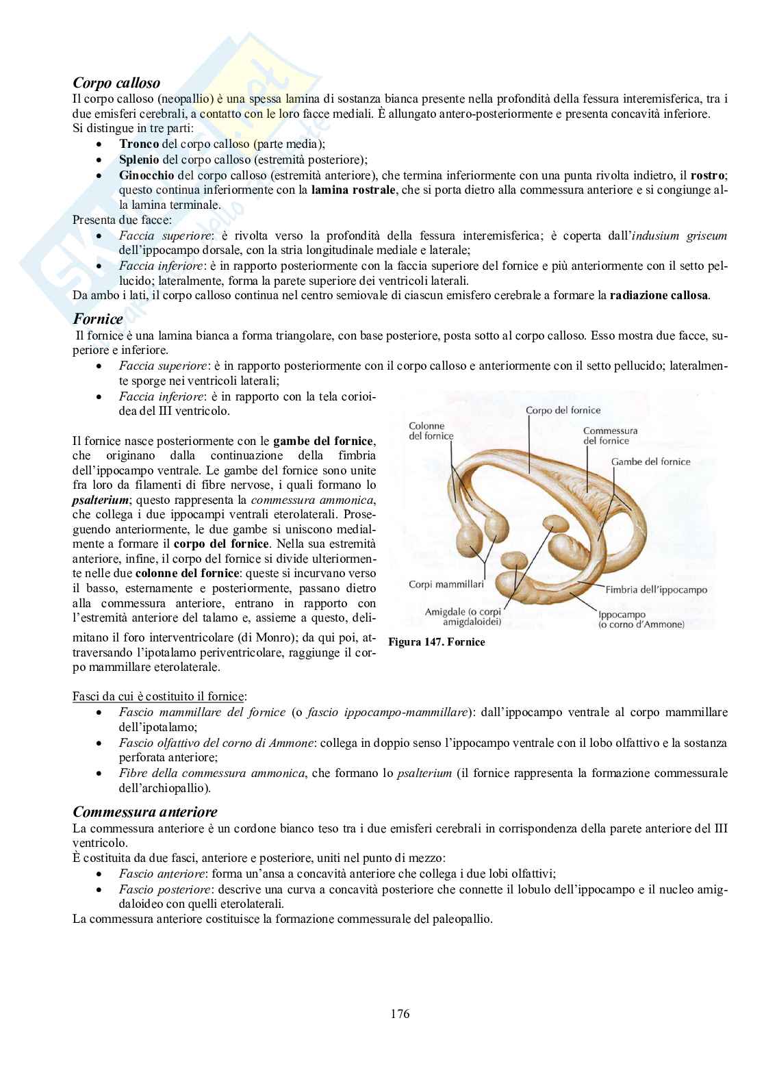 Appunti di Anatomia umana II - Neuroanatomia e organi di senso Pag. 71