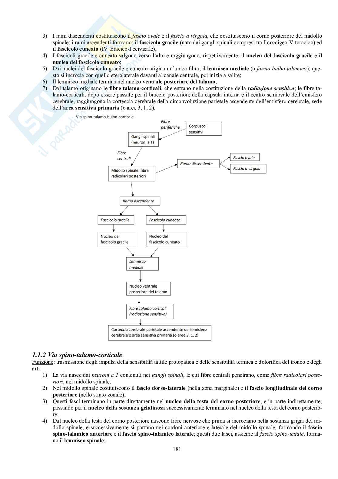 Appunti di Anatomia umana II - Neuroanatomia e organi di senso Pag. 76