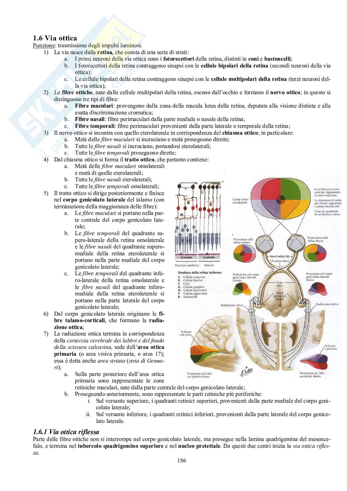 Appunti di Anatomia umana II - Neuroanatomia e organi di senso Pag. 81