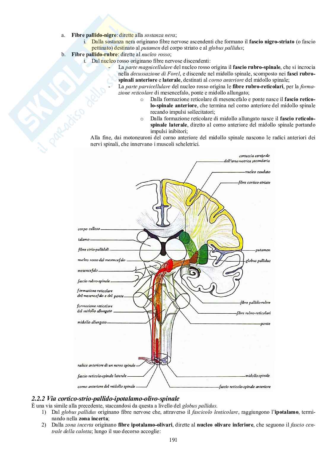Appunti di Anatomia umana II - Neuroanatomia e organi di senso Pag. 86