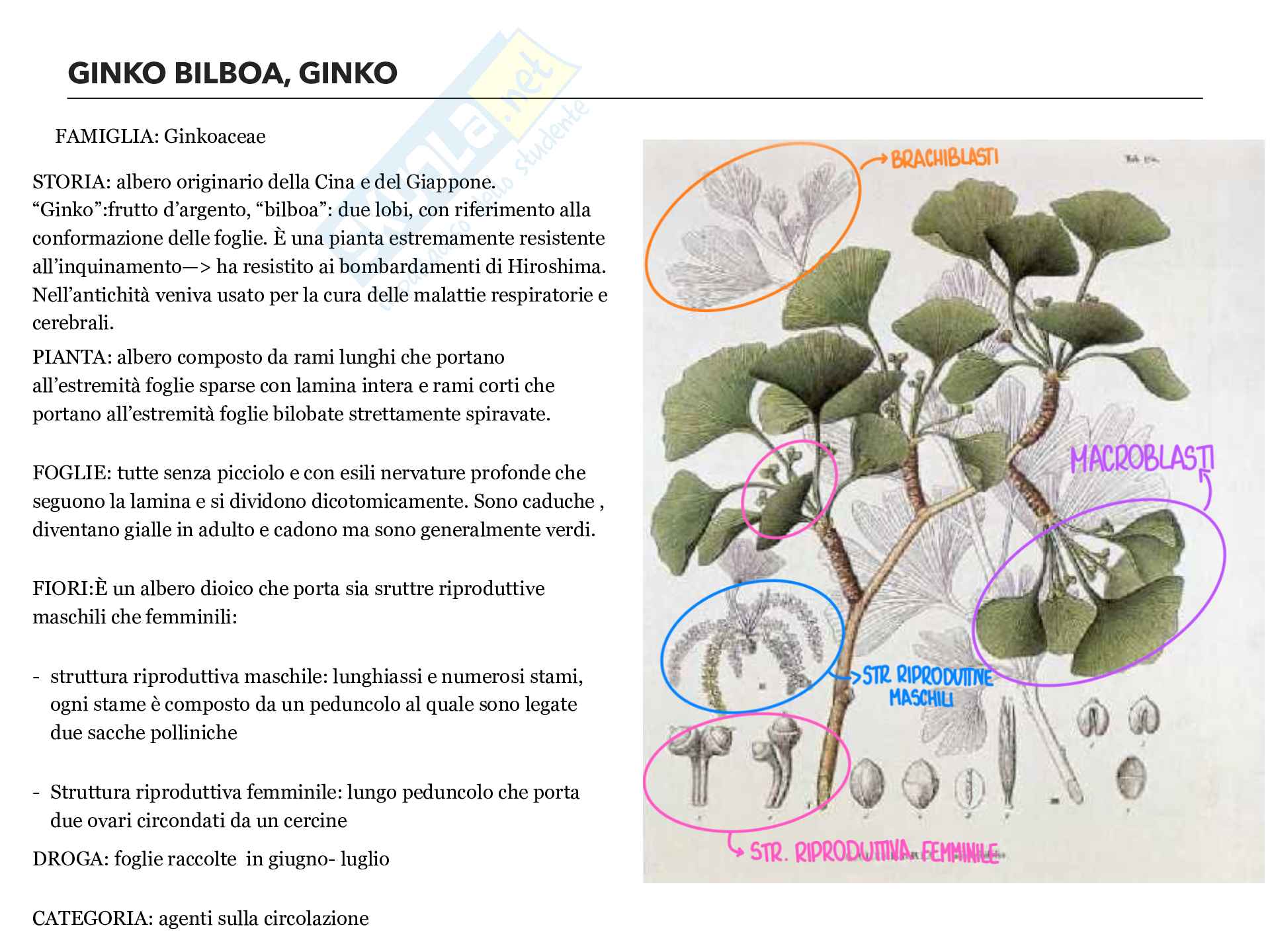 Botanica farmaceutica Pag. 1