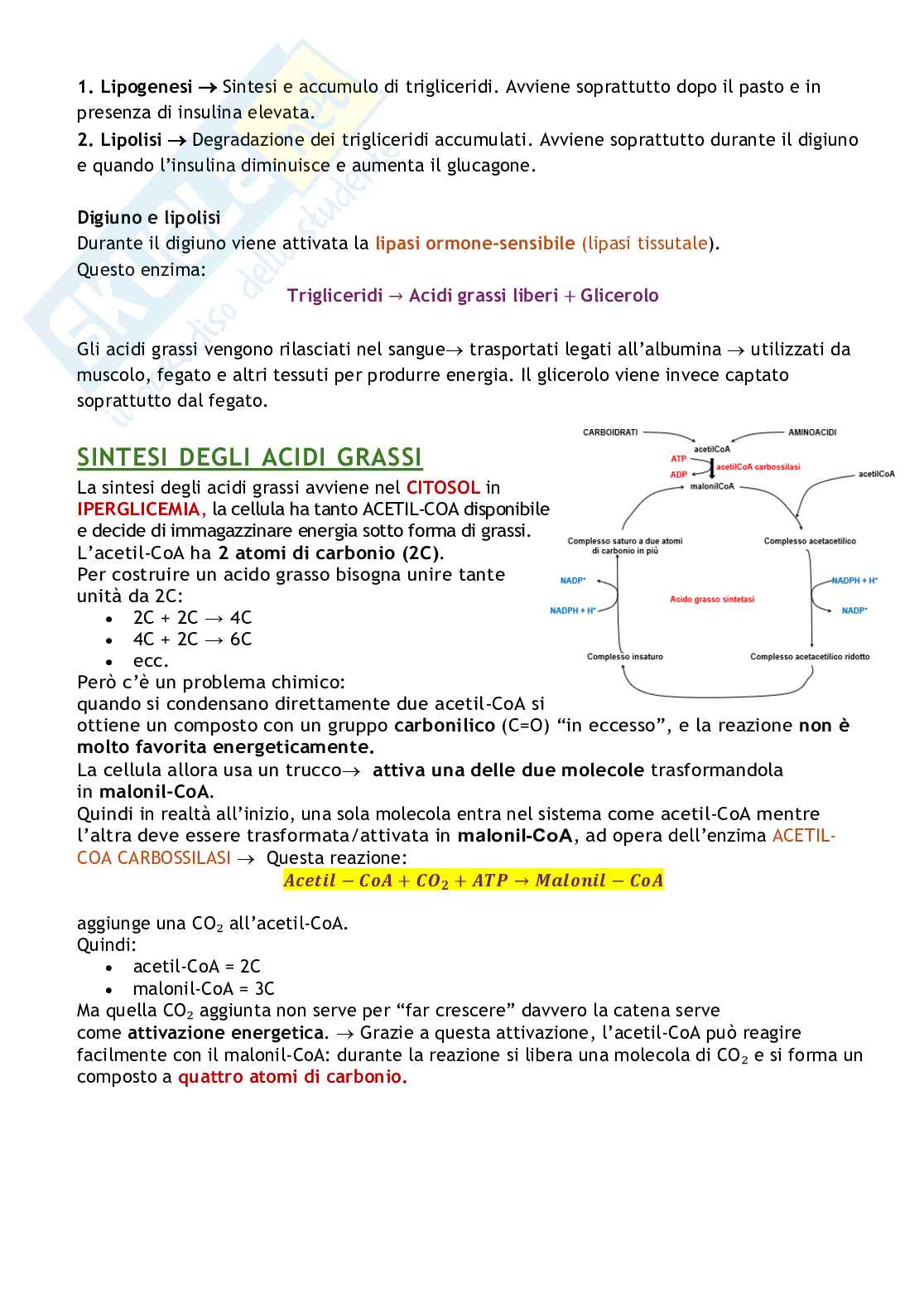 Biochimica delle malattie metaboliche Pag. 31