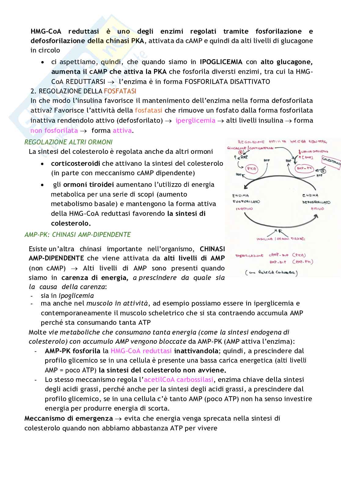 Biochimica delle malattie metaboliche Pag. 71