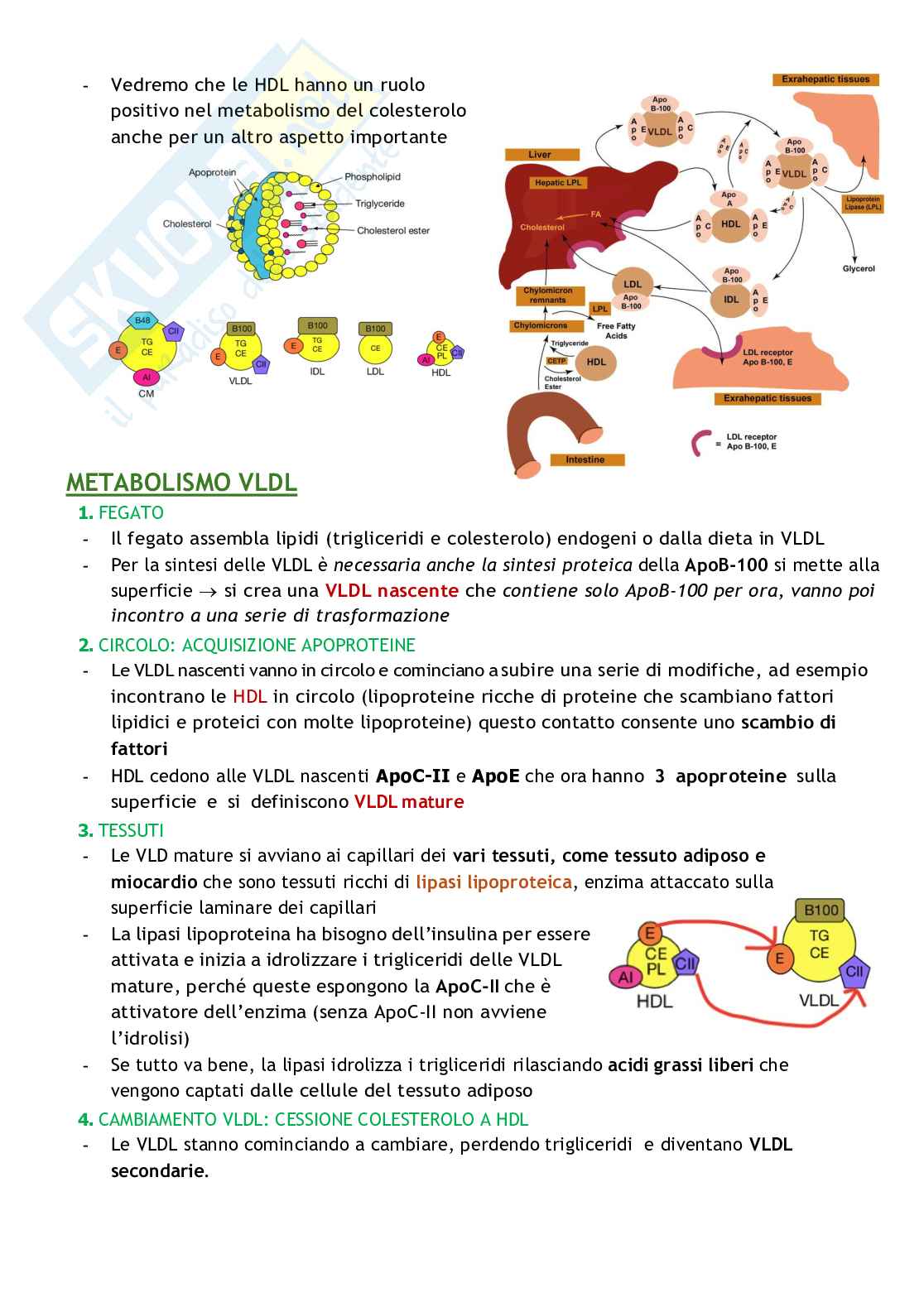 Biochimica delle malattie metaboliche Pag. 81