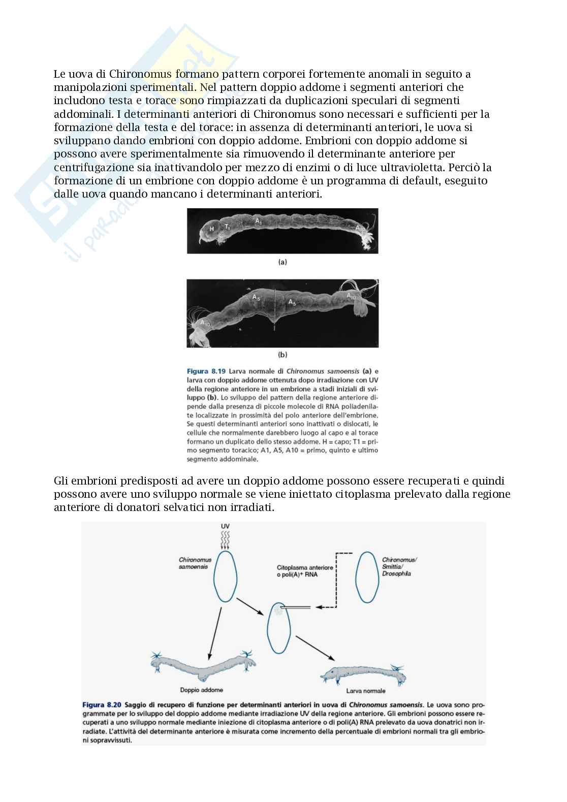 Appunti esame biologia dello sviluppo Pag. 21