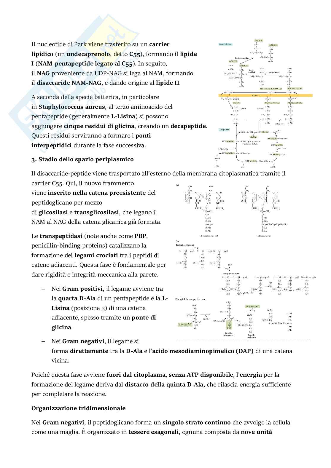 Microbiologia  Pag. 11