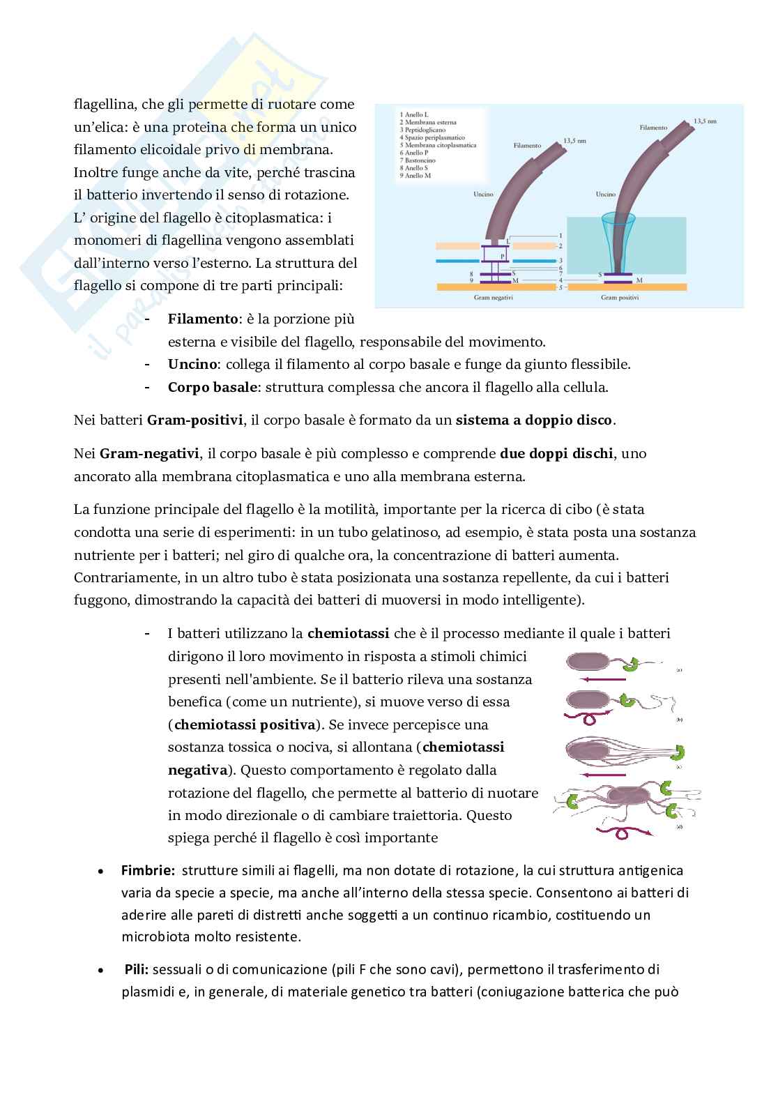 Microbiologia  Pag. 16