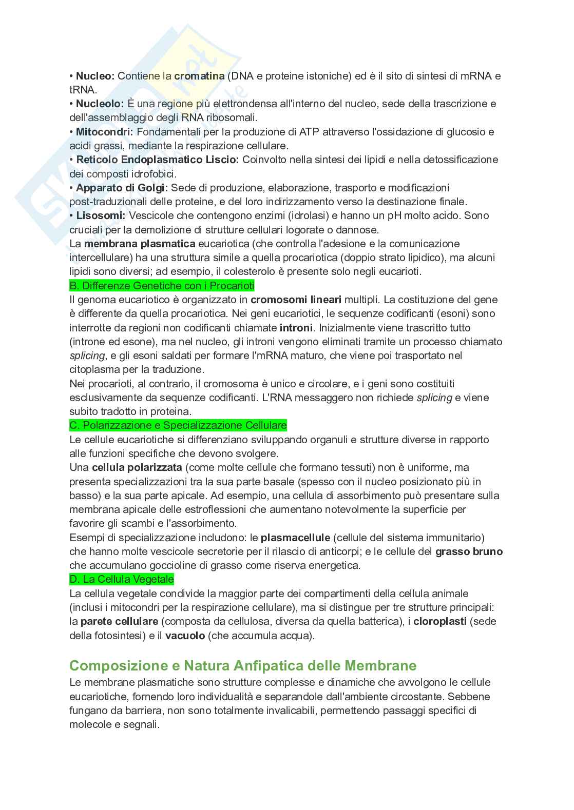 Appunti esame di Citologia e istologia Pag. 11