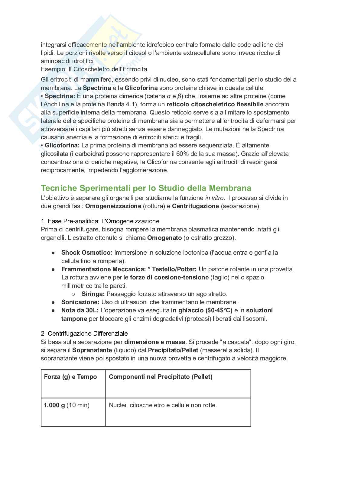 Appunti esame di Citologia e istologia Pag. 16