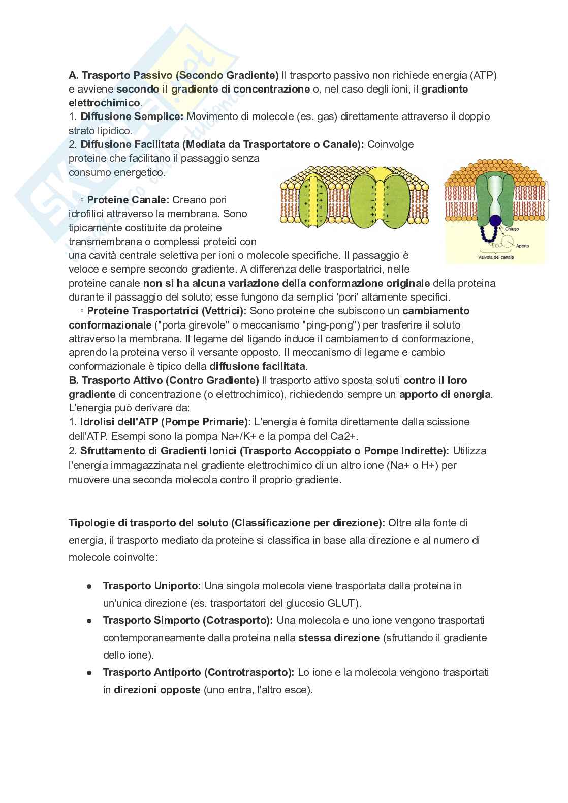 Appunti esame di Citologia e istologia Pag. 21