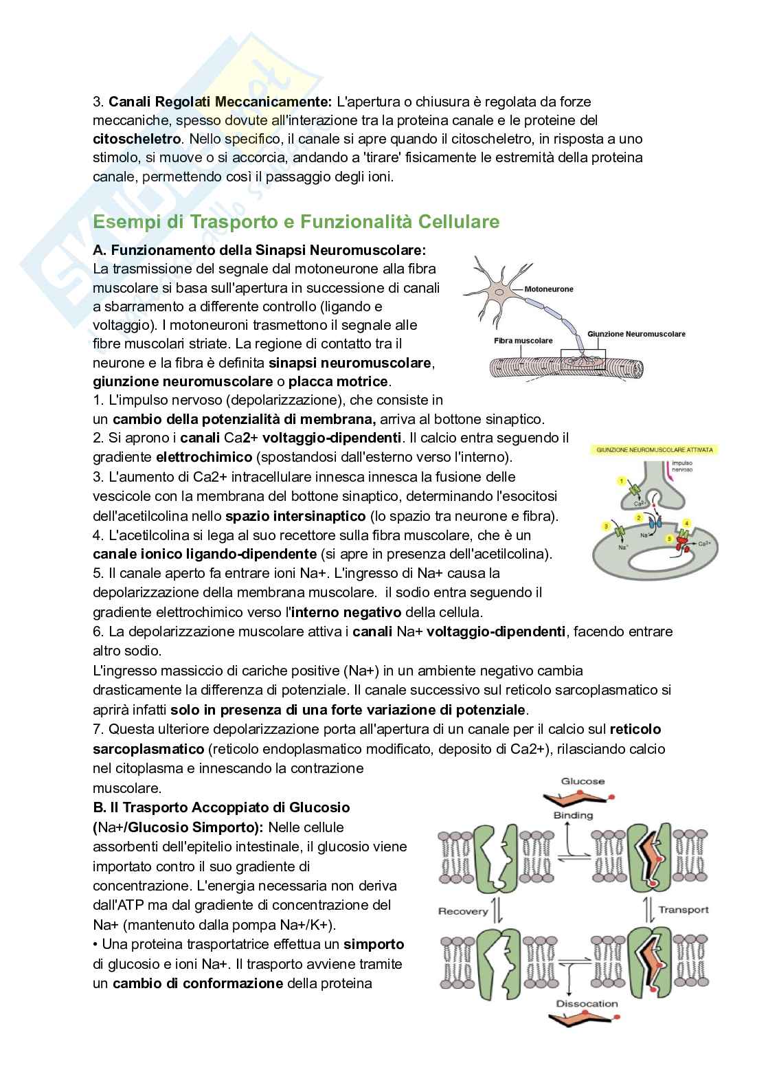 Appunti esame di Citologia e istologia Pag. 26