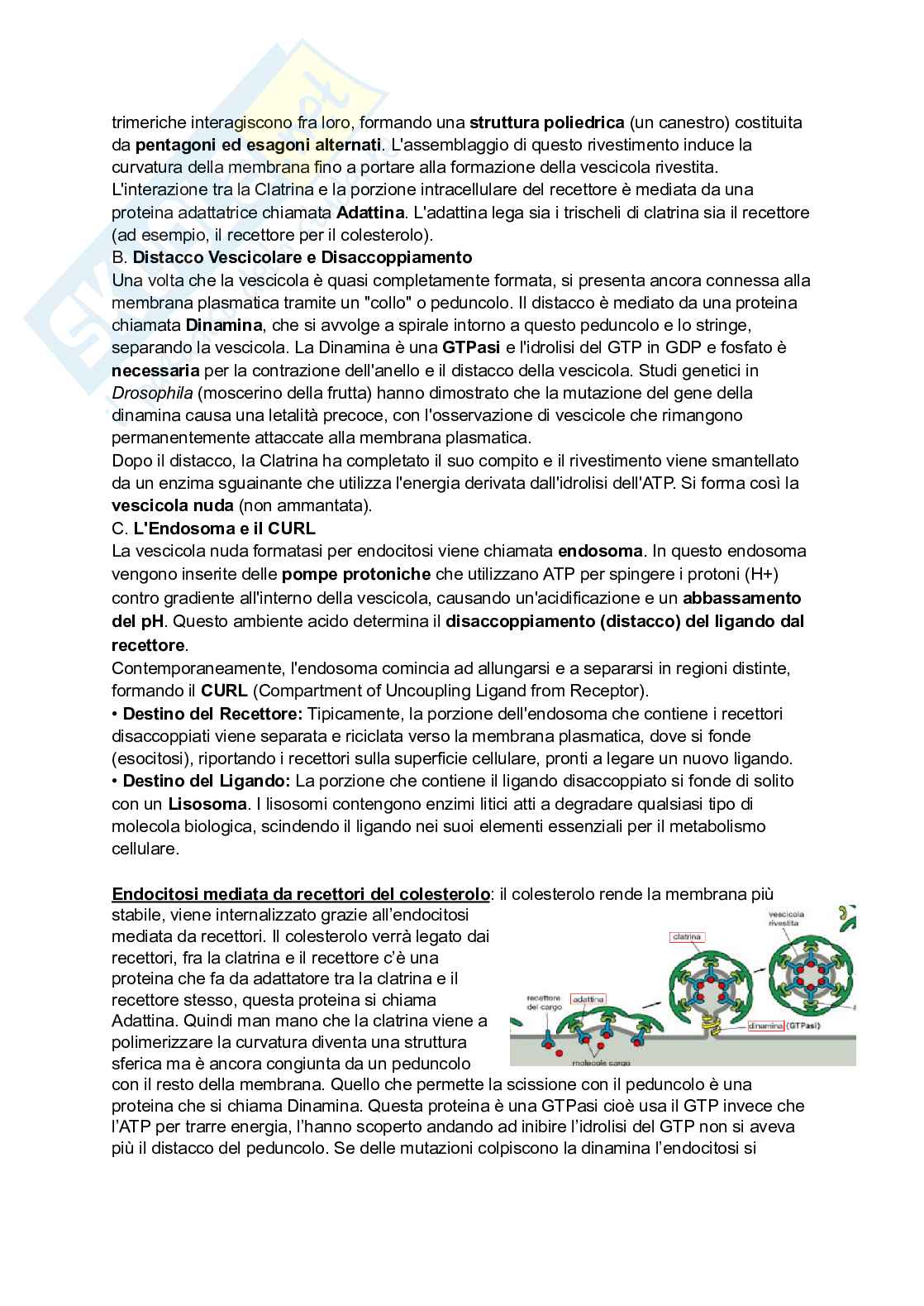 Appunti esame di Citologia e istologia Pag. 31