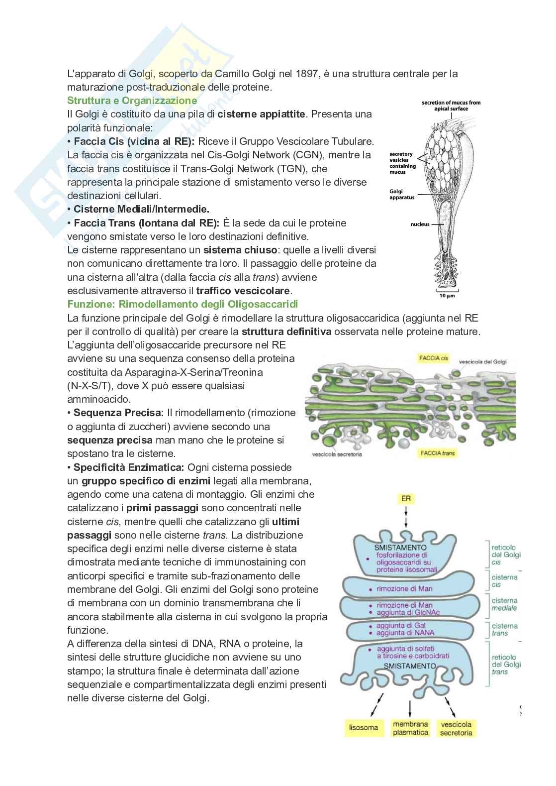 Appunti esame di Citologia e istologia Pag. 41
