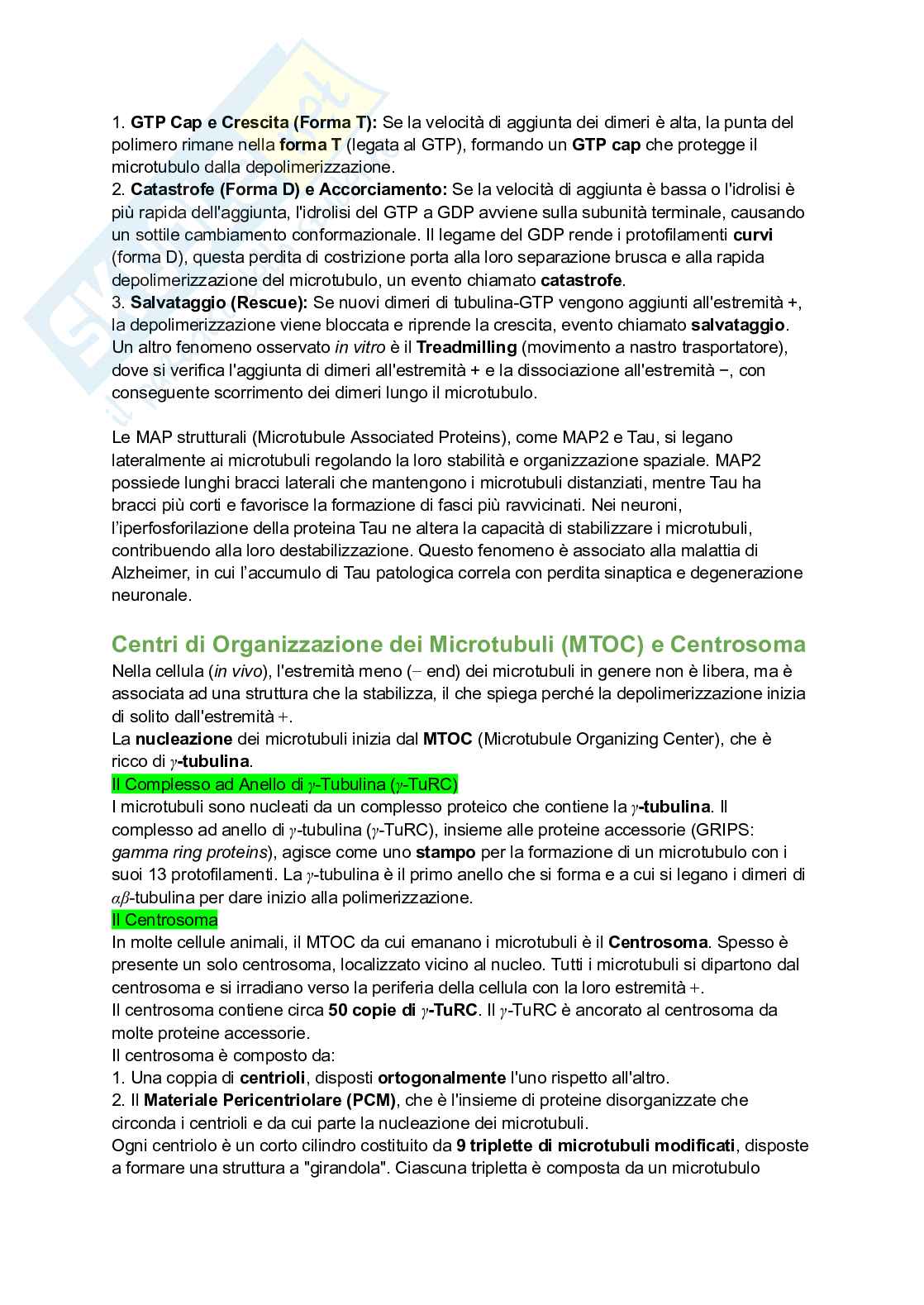 Appunti esame di Citologia e istologia Pag. 66