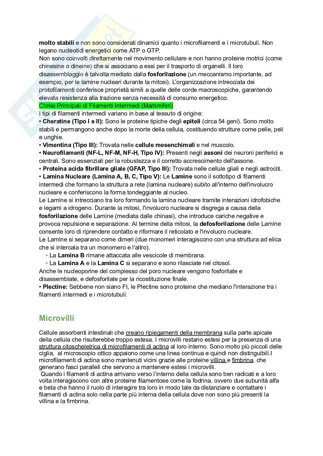 Appunti esame di Citologia e istologia Pag. 71