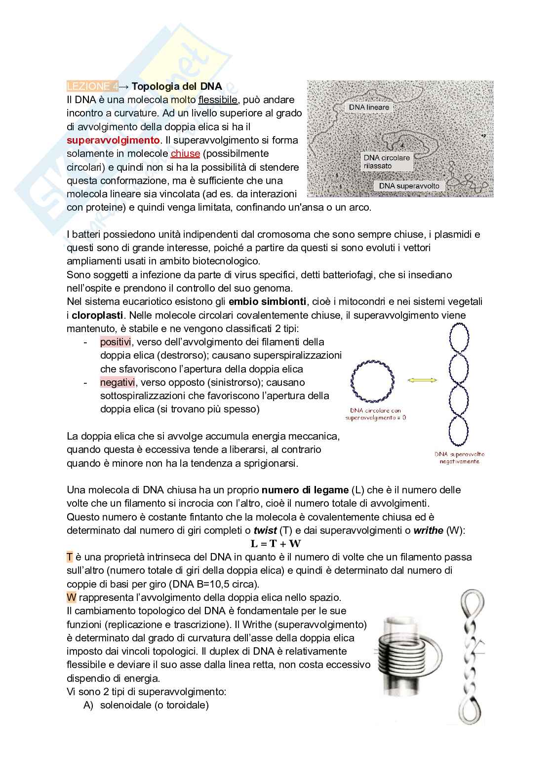 Appunti estesi di Biologia molecolare I Pag. 11