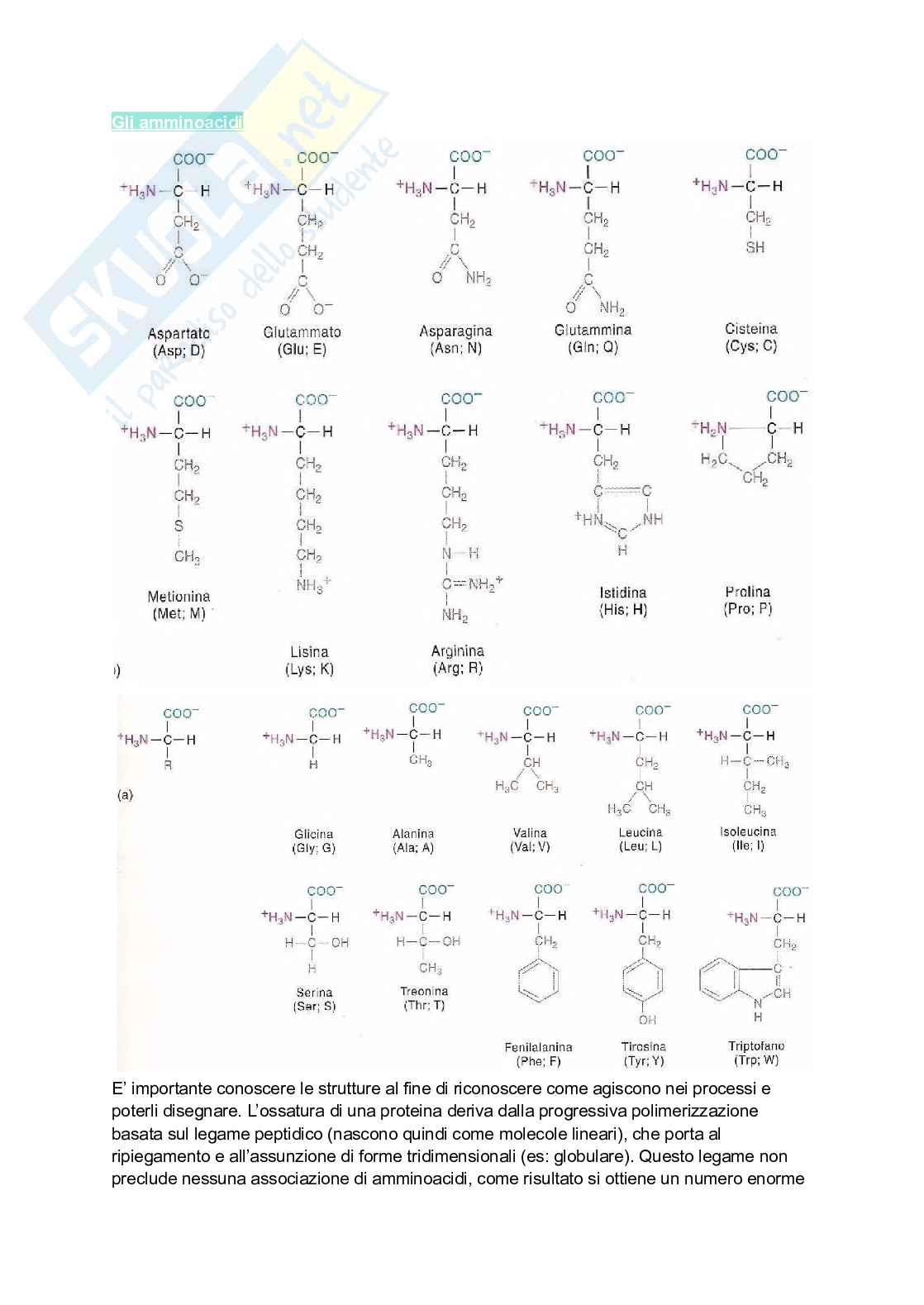 Appunti estesi di Biologia molecolare I Pag. 2
