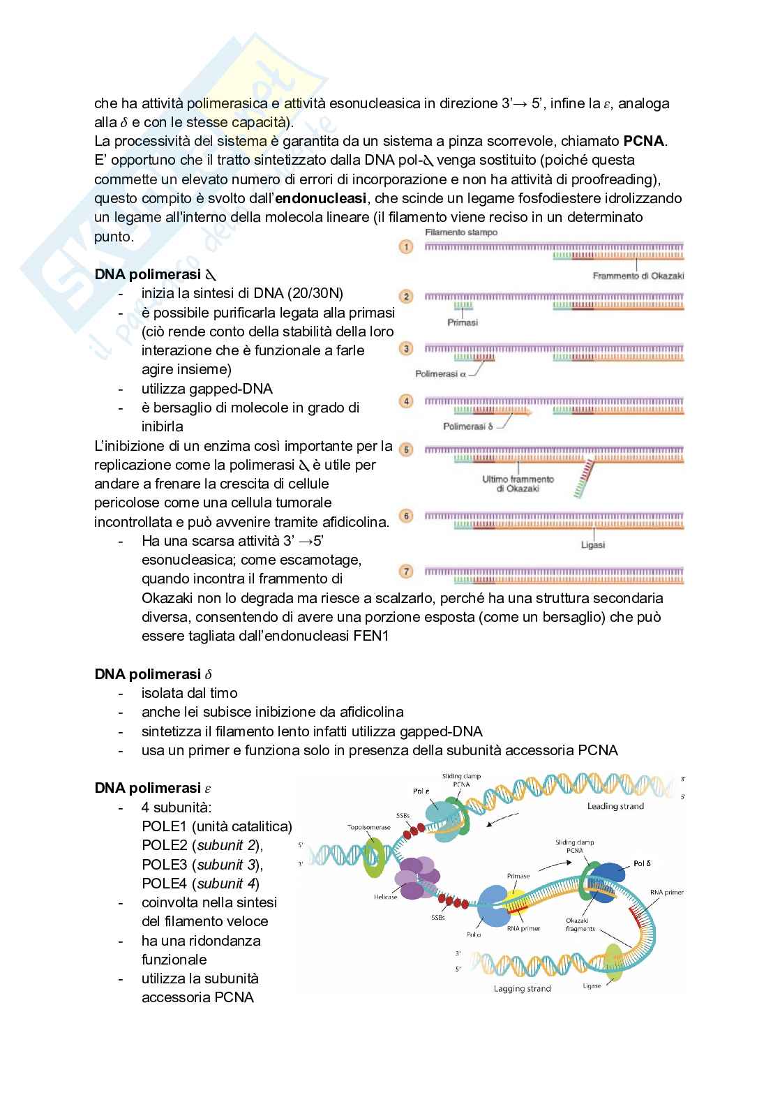 Appunti estesi di Biologia molecolare I Pag. 26