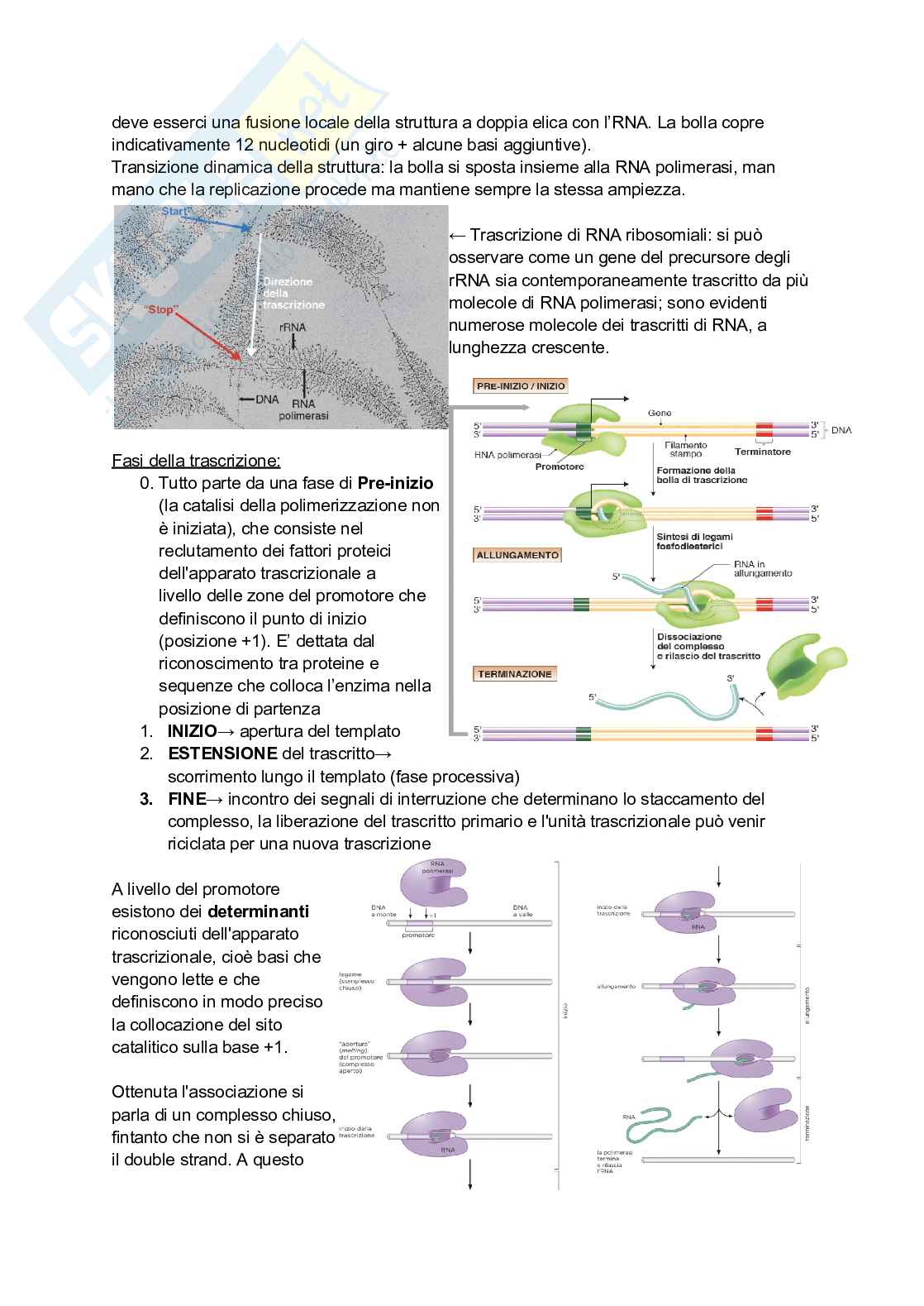 Appunti estesi di Biologia molecolare I Pag. 36