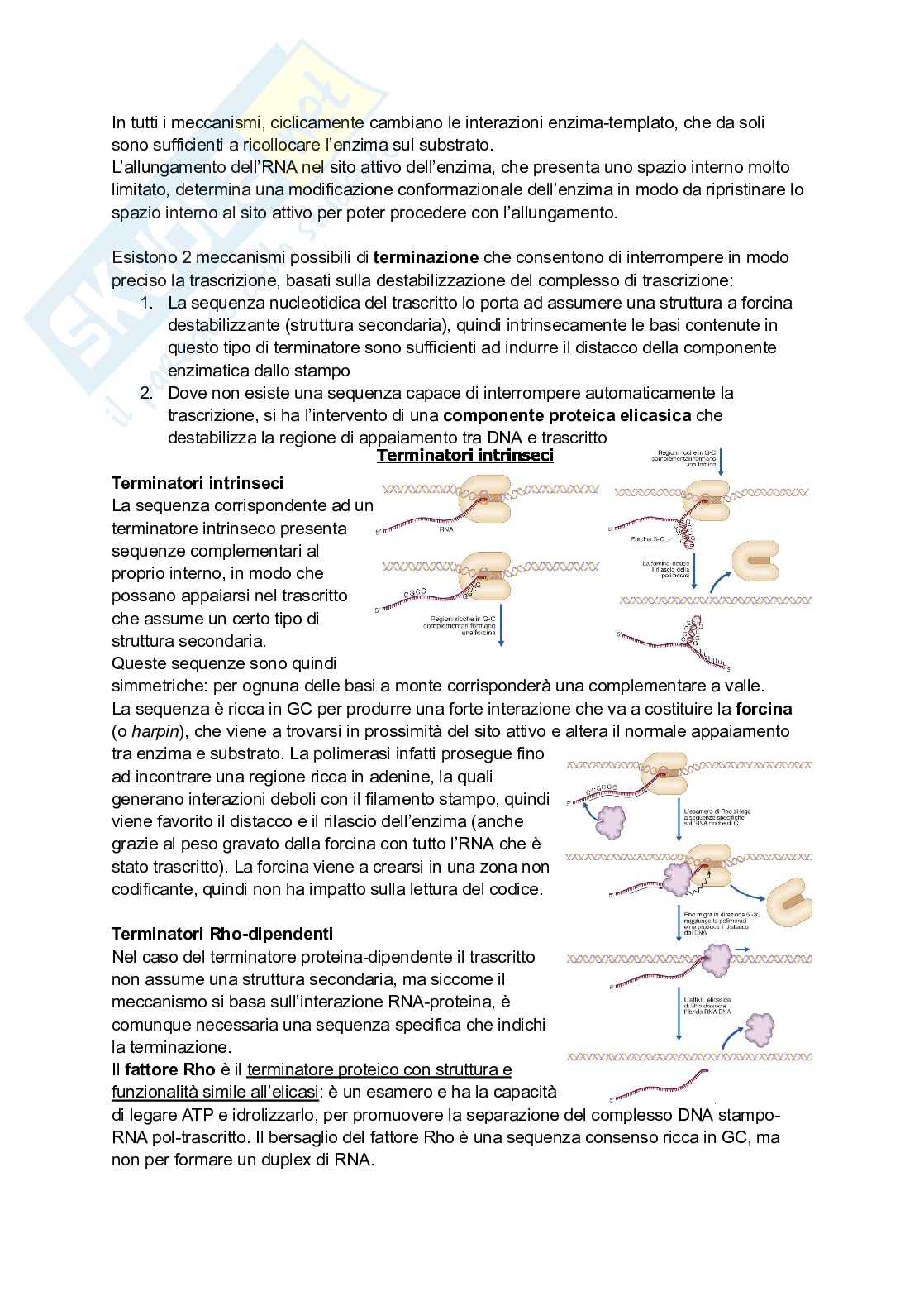 Appunti estesi di Biologia molecolare I Pag. 41