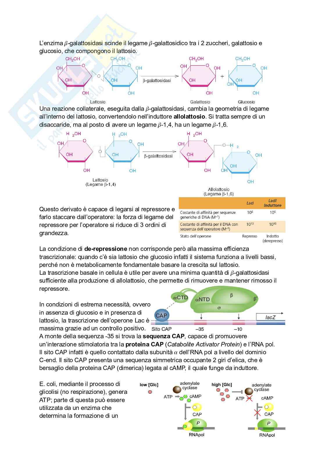 Appunti estesi di Biologia molecolare I Pag. 46
