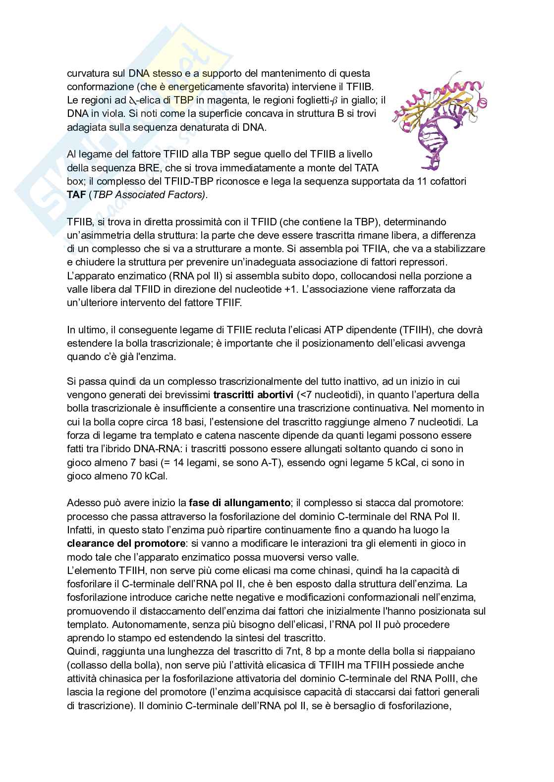 Appunti estesi di Biologia molecolare I Pag. 51