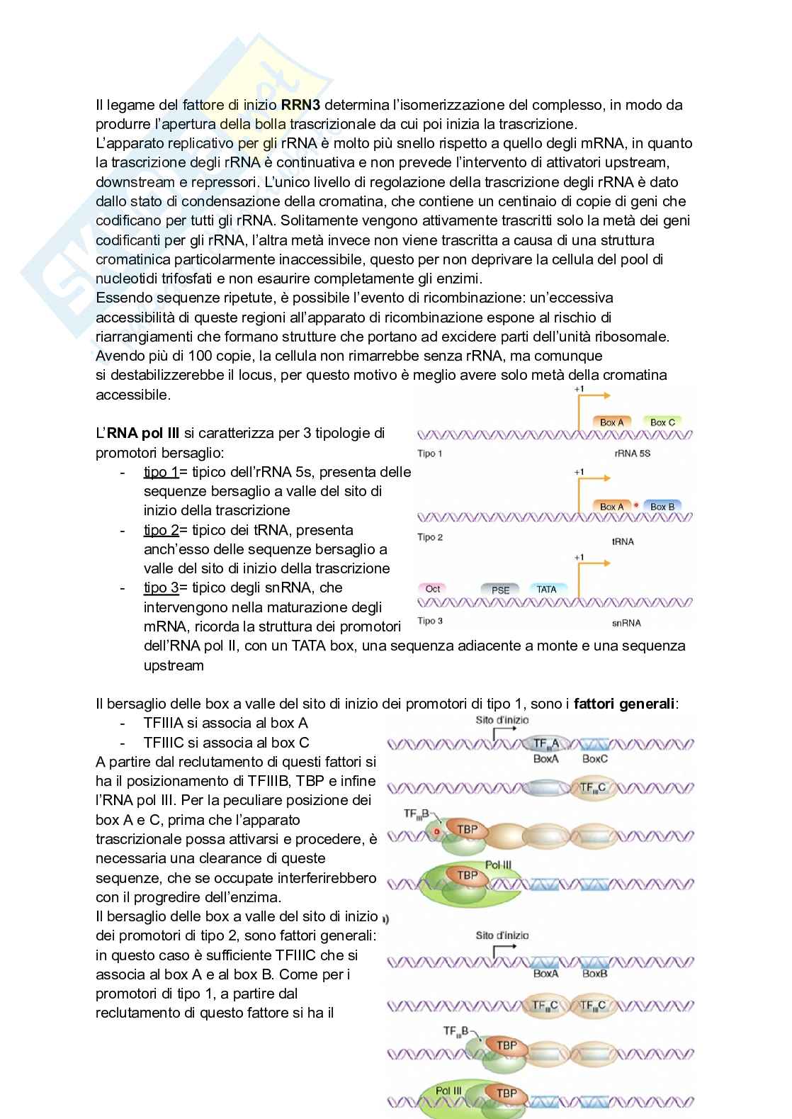 Appunti estesi di Biologia molecolare I Pag. 56
