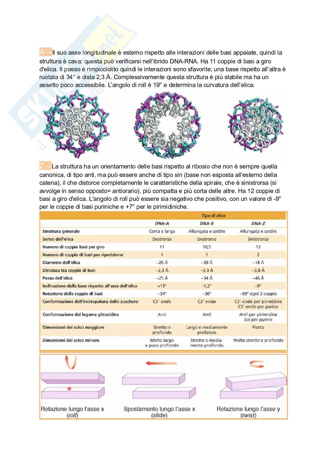 Appunti estesi di Biologia molecolare I Pag. 6