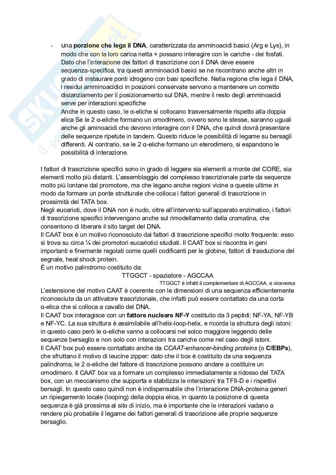 Appunti estesi di Biologia molecolare I Pag. 61