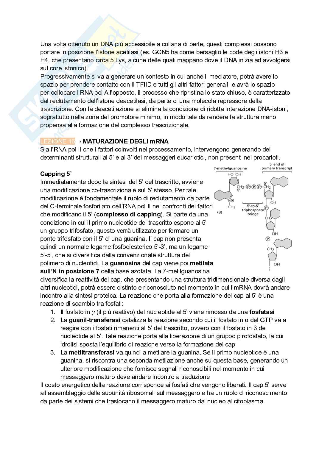 Appunti estesi di Biologia molecolare I Pag. 66