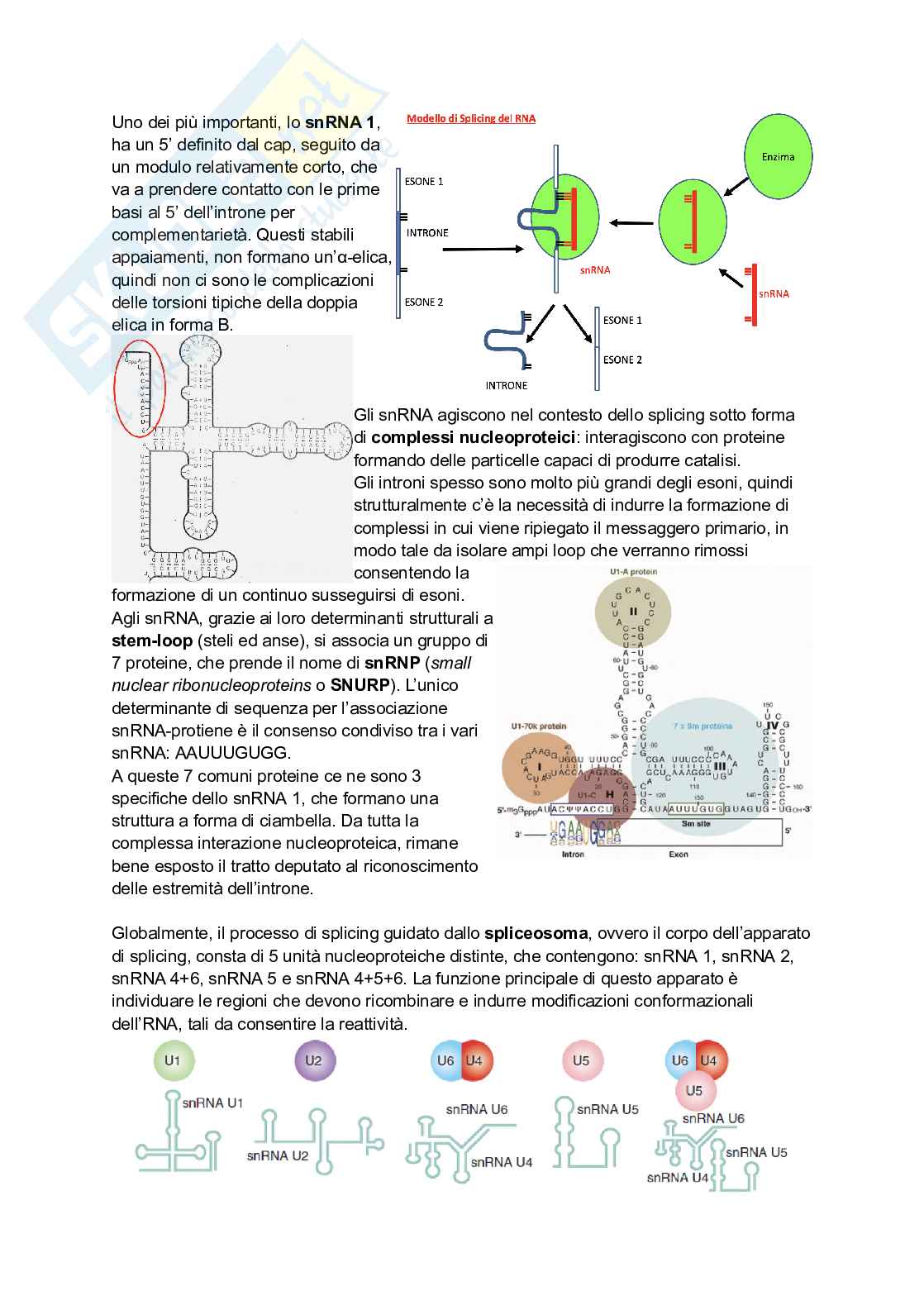 Appunti estesi di Biologia molecolare I Pag. 71