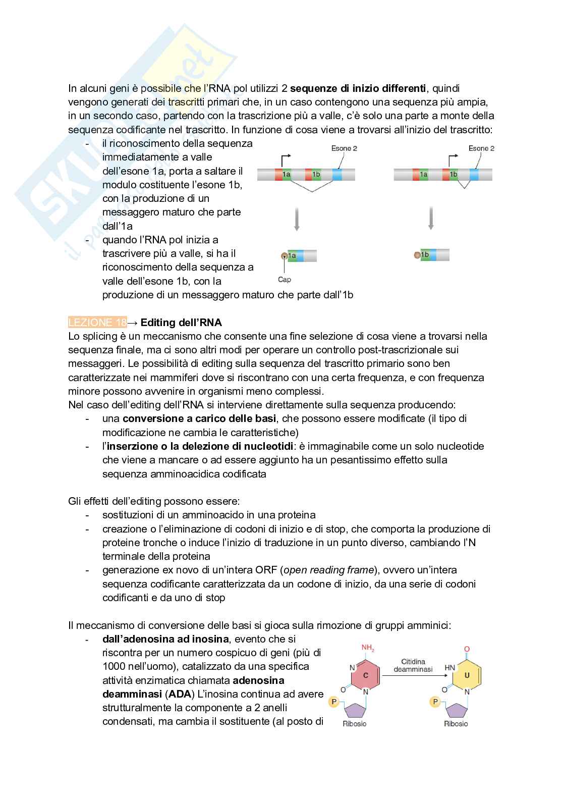 Appunti estesi di Biologia molecolare I Pag. 81