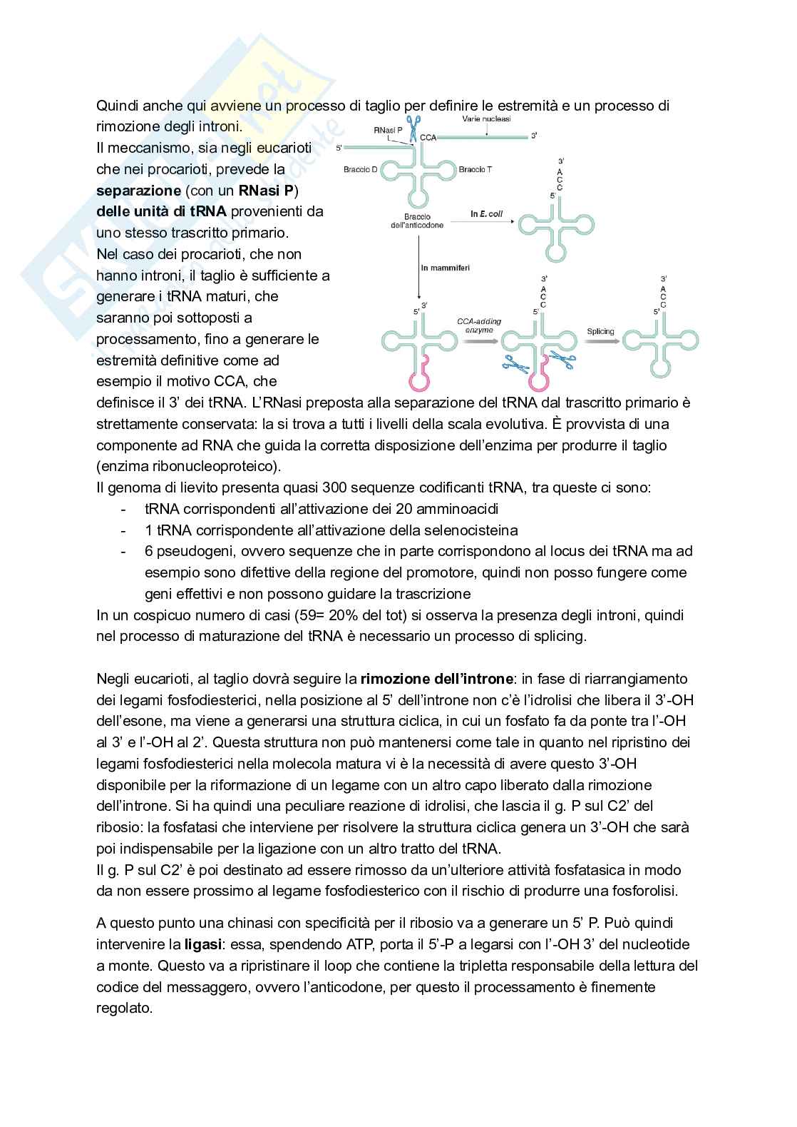Appunti estesi di Biologia molecolare I Pag. 86
