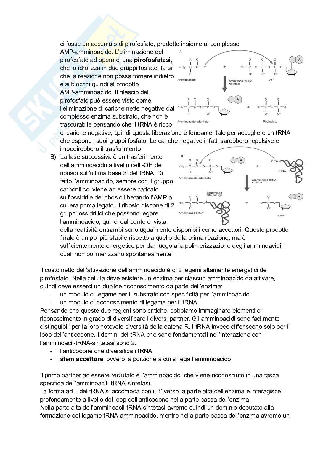 Appunti estesi di Biologia molecolare I Pag. 91