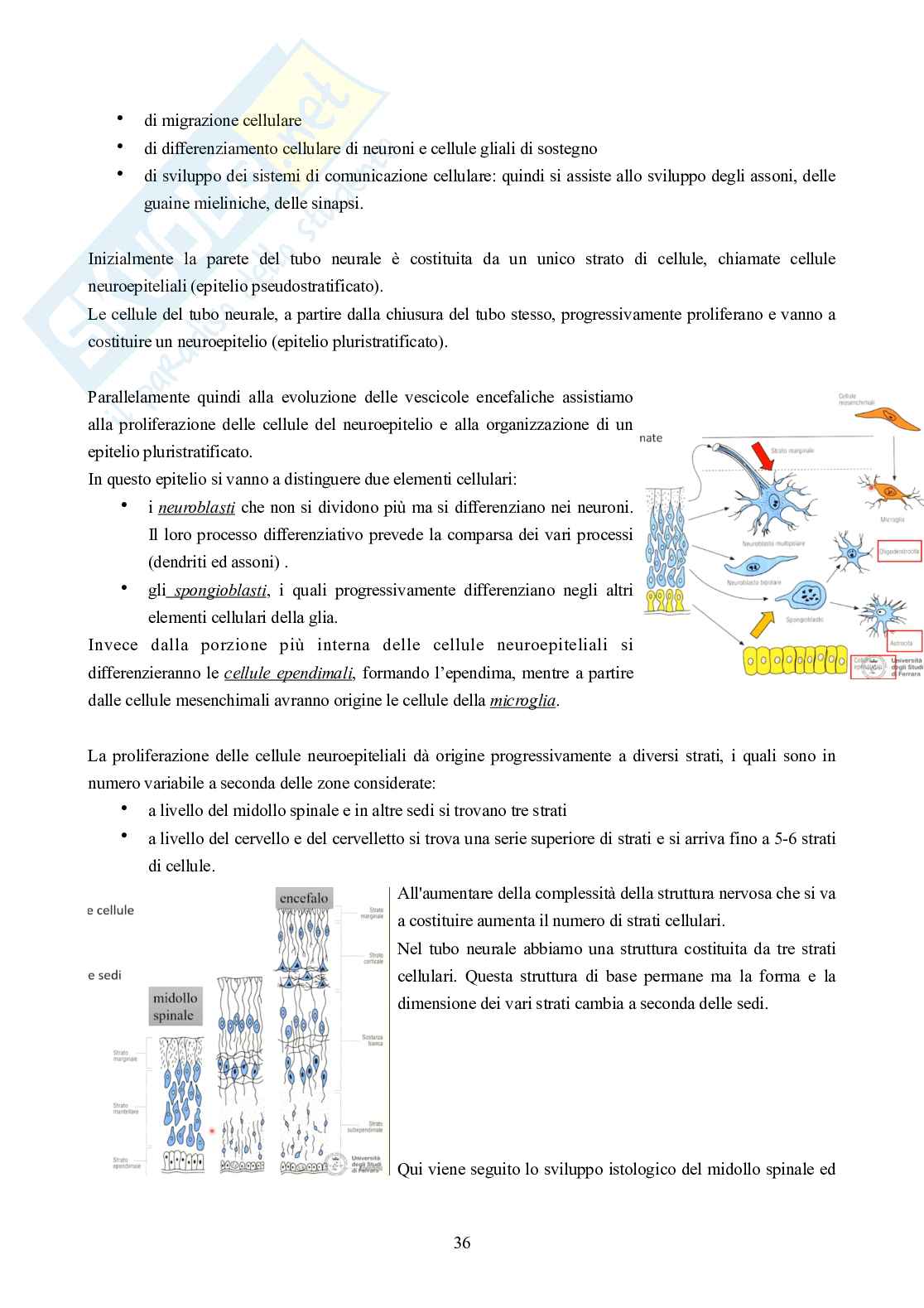 Embriologia Pag. 36