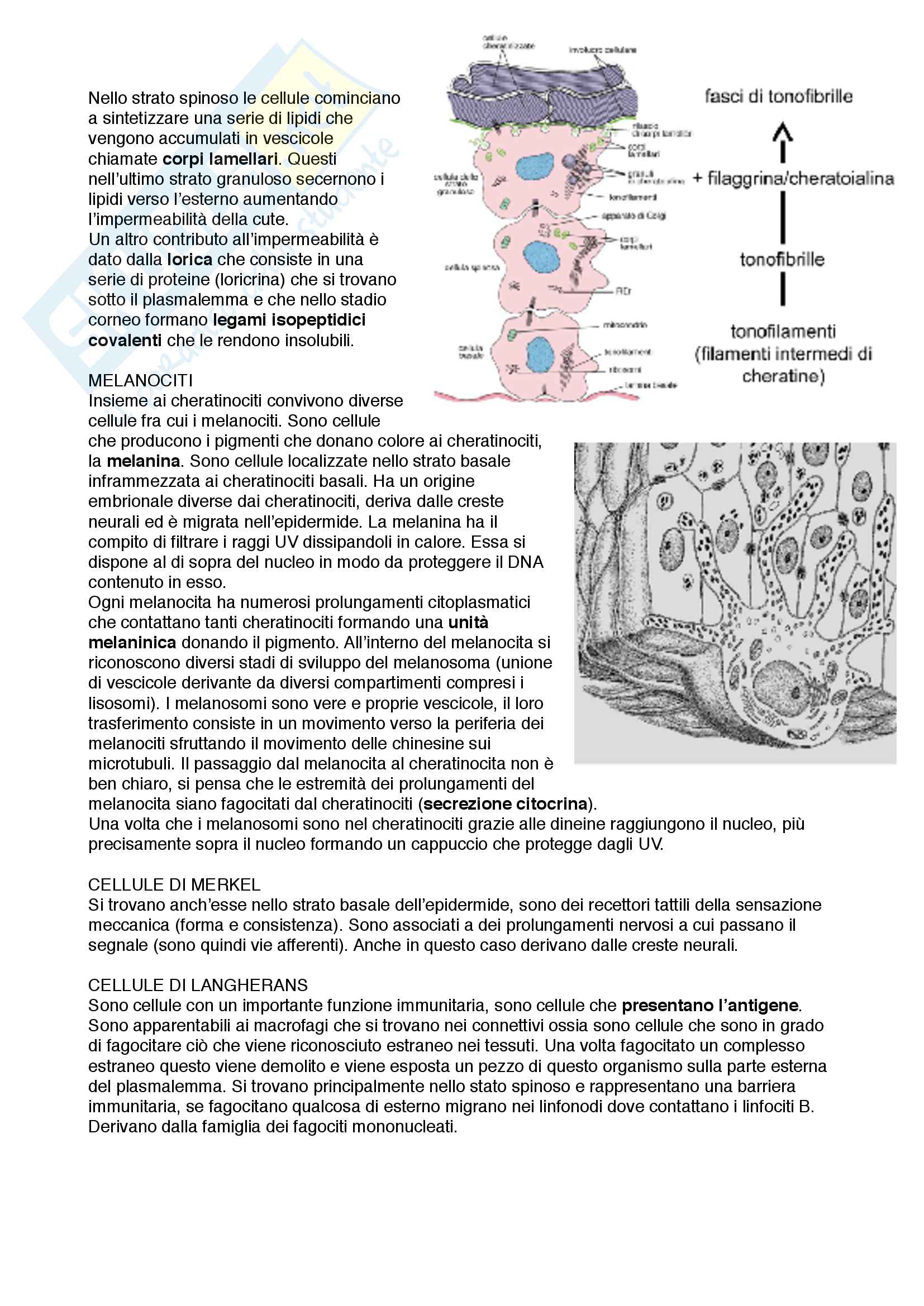 Documento completo con immagini per esame di Istologia med. 3-4 Unipd Pag. 11