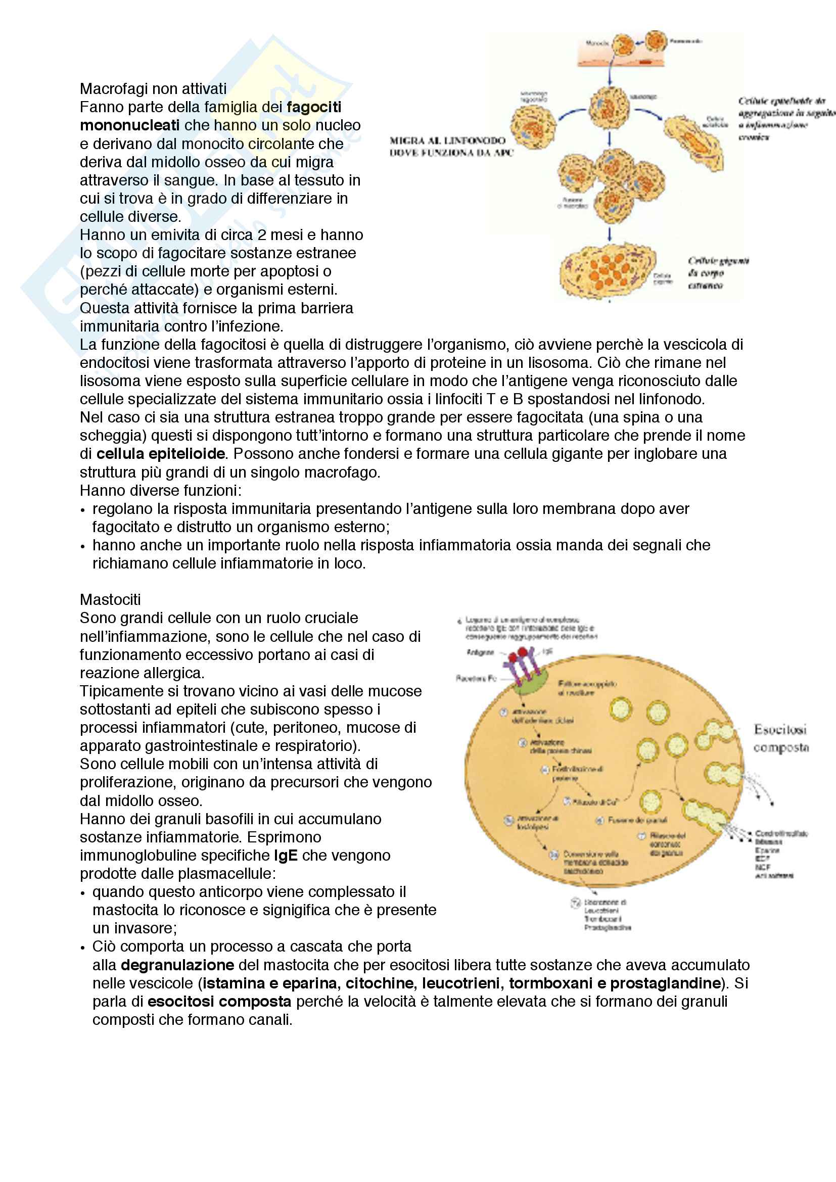 Documento completo con immagini per esame di Istologia med. 3-4 Unipd Pag. 31