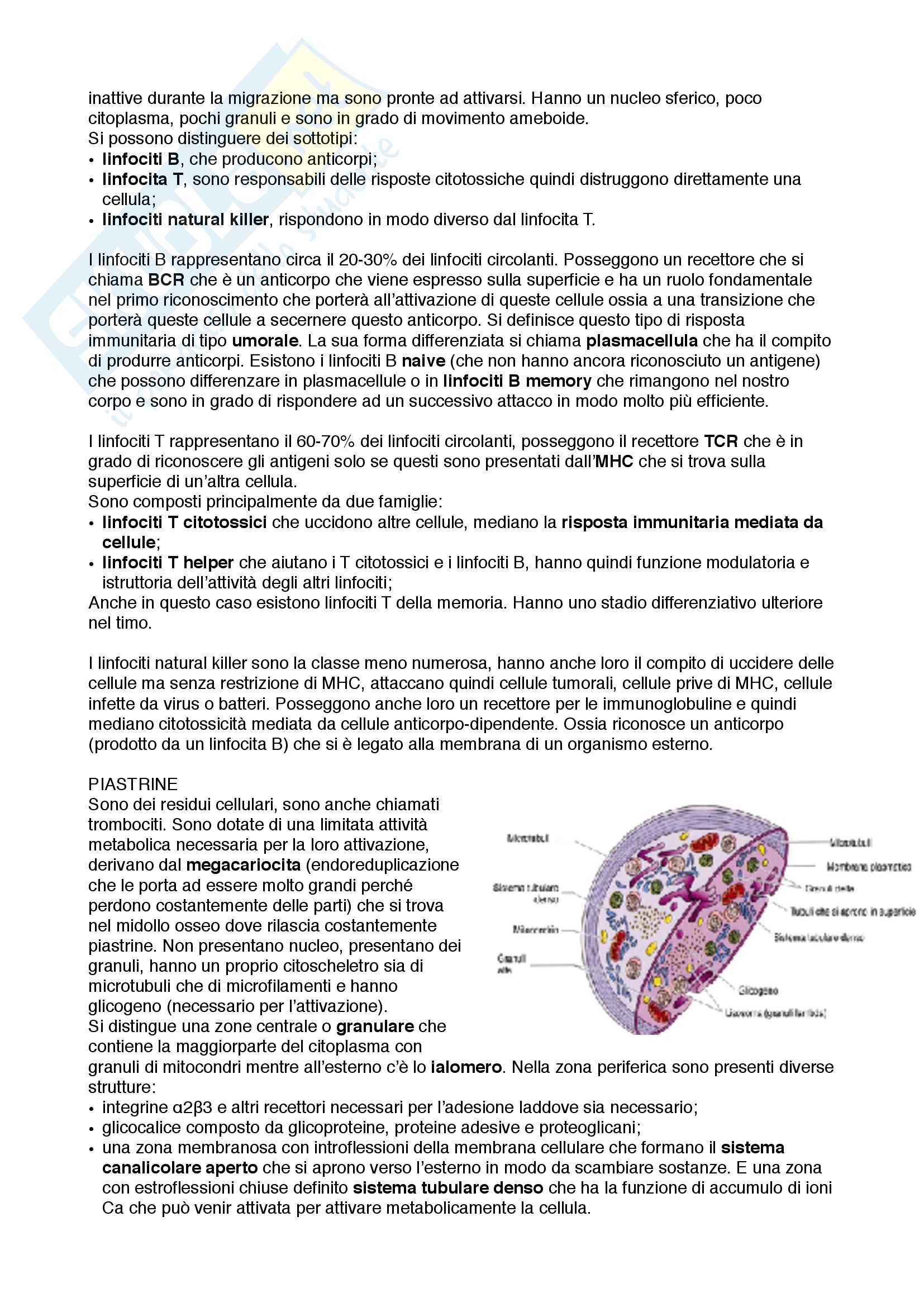 Documento completo con immagini per esame di Istologia med. 3-4 Unipd Pag. 51