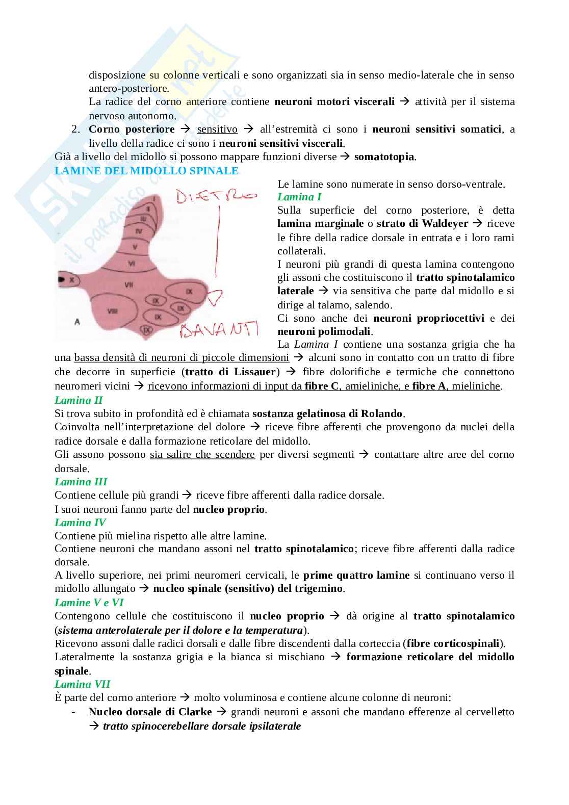 Anatomia II - prima parte Pag. 11
