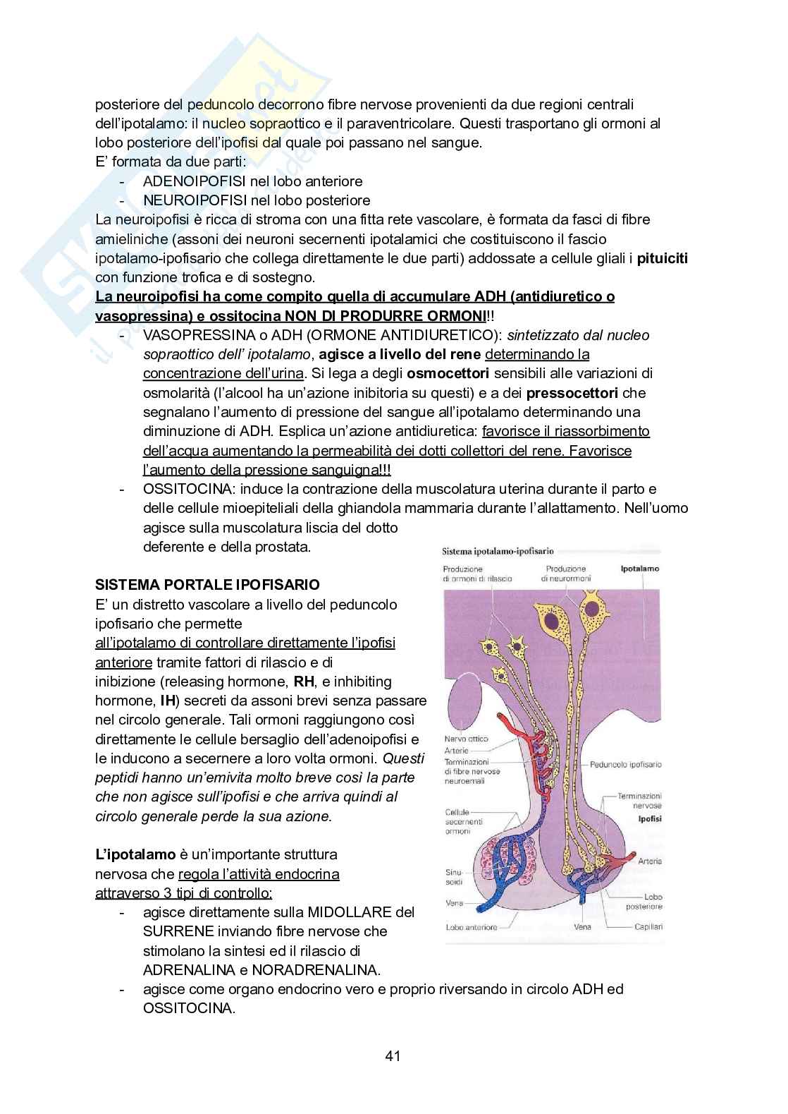 Appunti di Anatomia umana Pag. 41