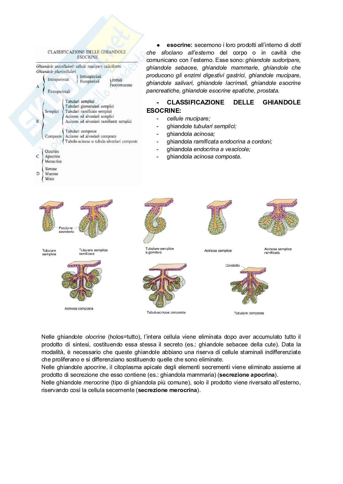 Appunti di Istologia per infermieristica Pag. 11